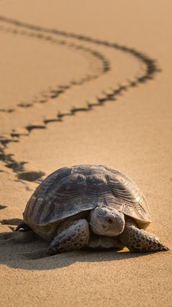 desert sand turtle Animal tortoise Phone Wallpaper