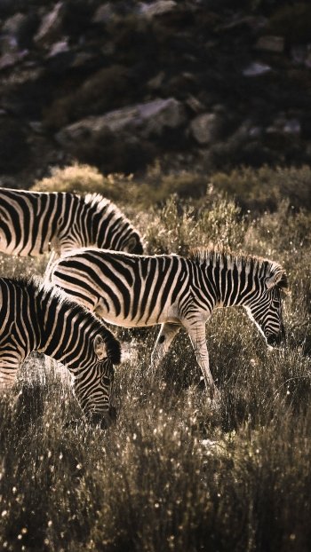 Animal zebra Phone Wallpaper