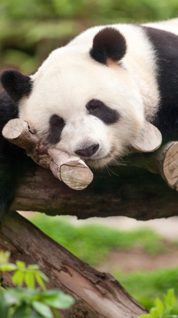  Sleeping Panda