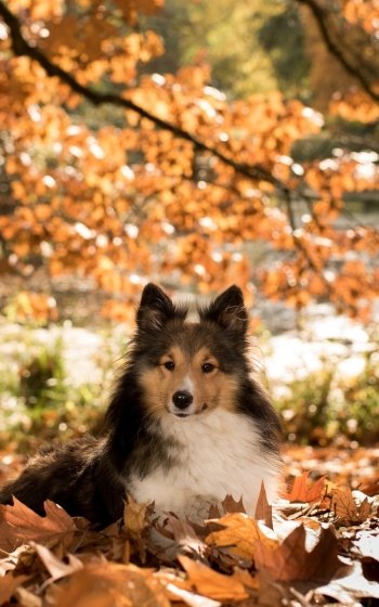 dog leaf fall Animal shetland sheepdog Phone Wallpaper