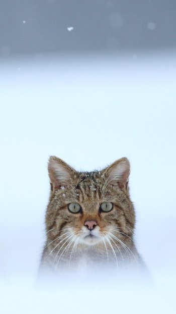 stare Animal cat Phone Wallpaper