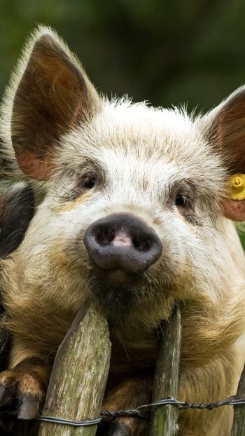 Animal pig Phone Wallpaper