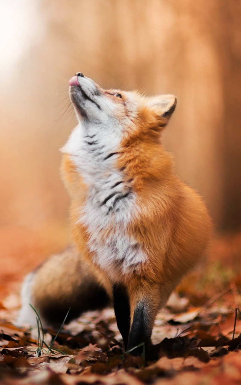 Fox fox Ozart animal moon night rock sky stars su set HD phone  wallpaper  Peakpx