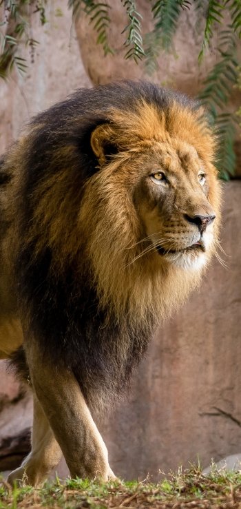 Animal lion Phone Wallpaper