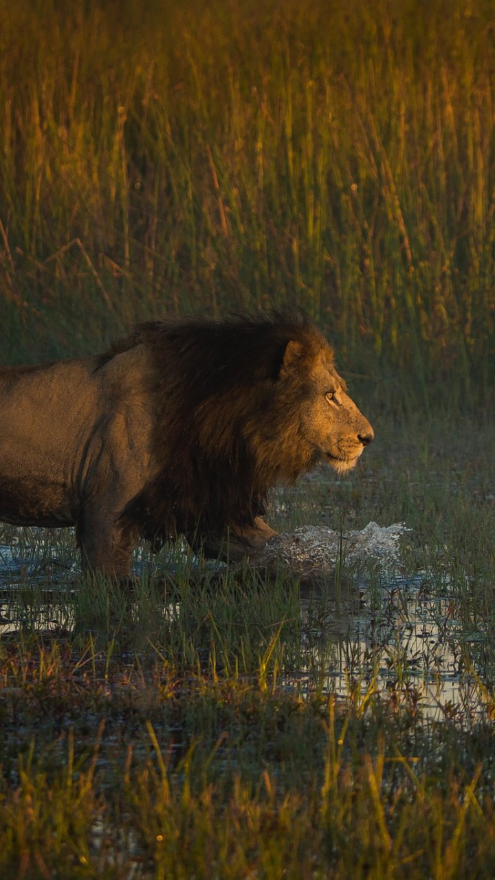 Download Grass Water Animal Lion Phone Wallpaper