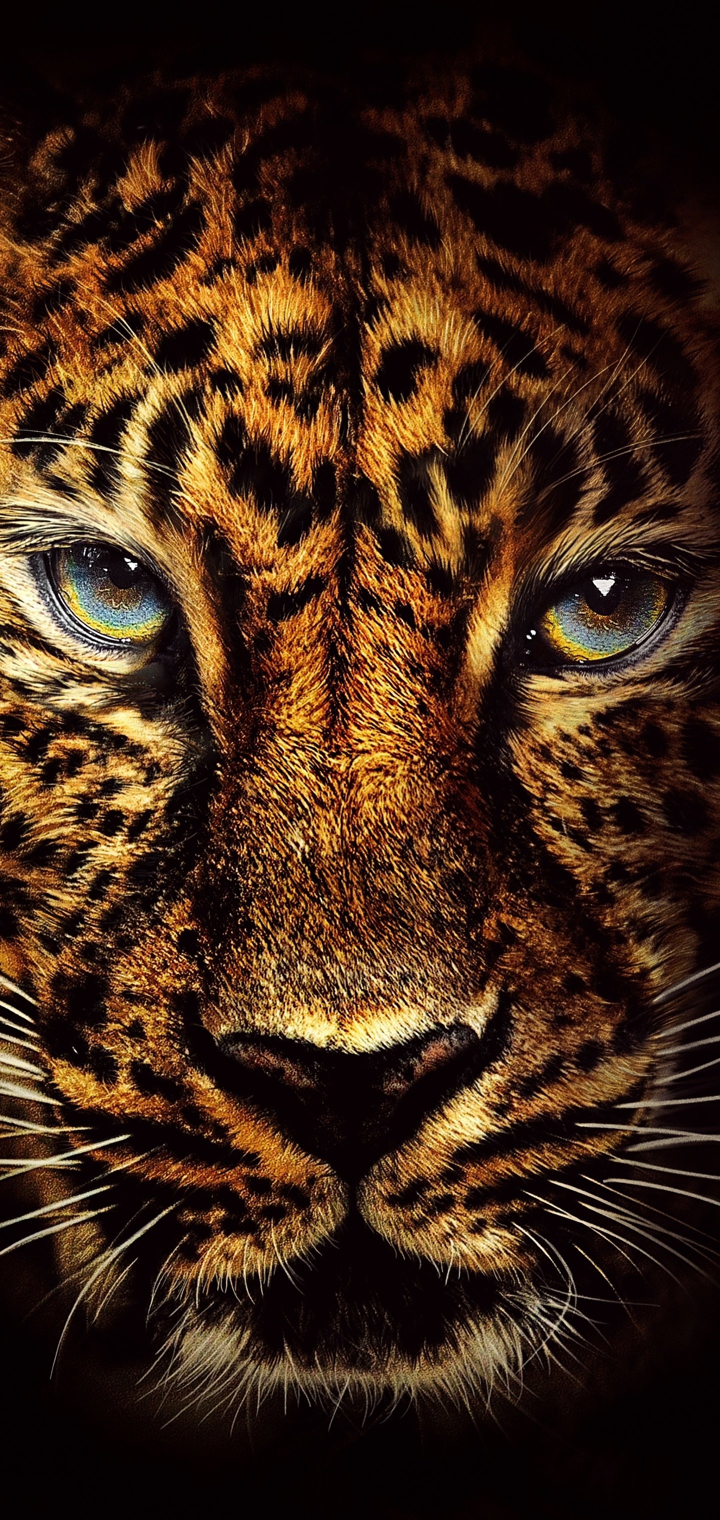 Download Face Animal Jaguar Phone Wallpaper