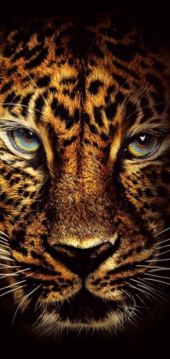 face Animal jaguar Phone Wallpaper
