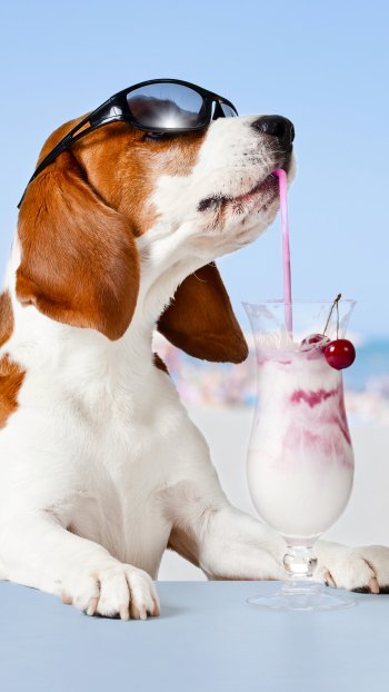 milkshake humor sunglasses dog Animal basset hound Phone Wallpaper