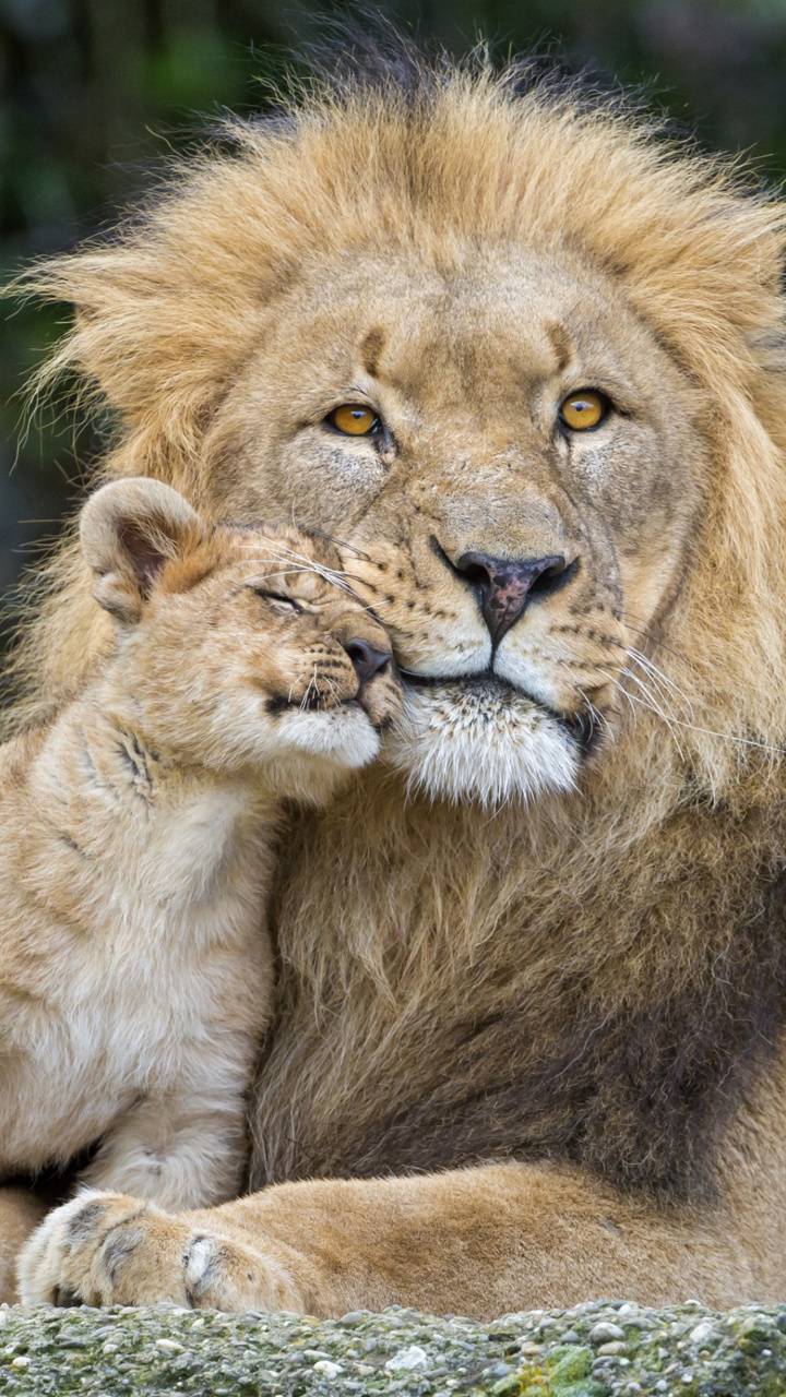 Male Lion and His Cub