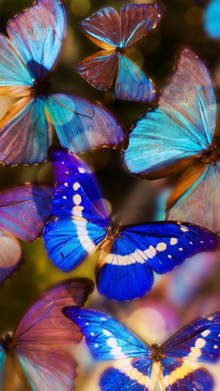Download Animal Butterfly Phone Wallpaper