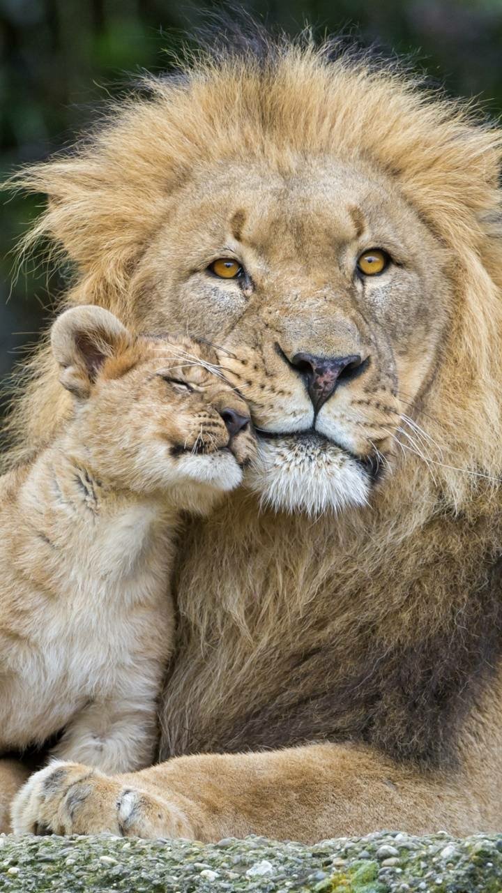 Download Love Cute Cub Animal Lion Phone Wallpaper