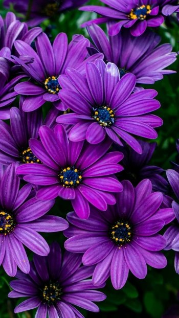purple flower daisy nature Phone Wallpaper