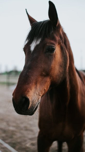 depth of field Animal horse Phone Wallpaper