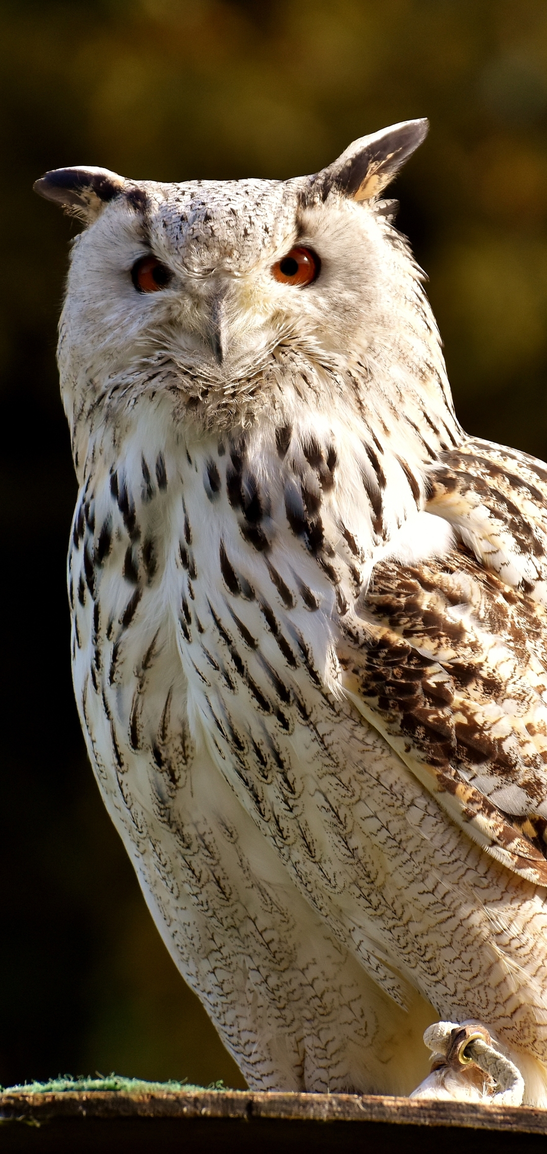 Owl at a Wildlife Park by Alexas_Fotos
