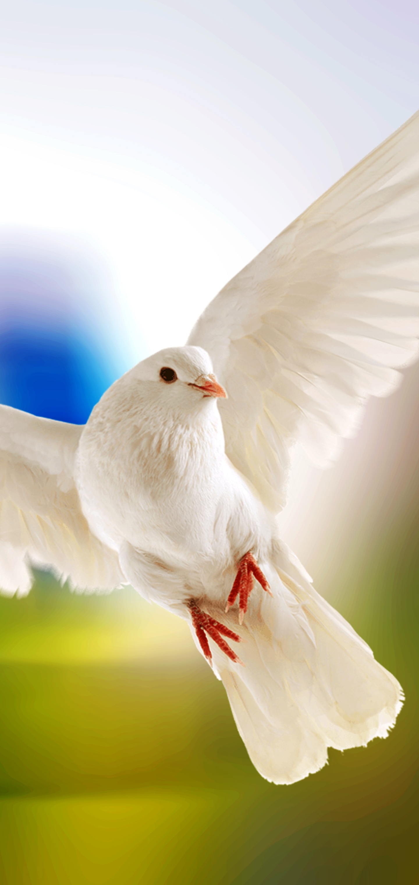 HD dove wallpapers | Peakpx