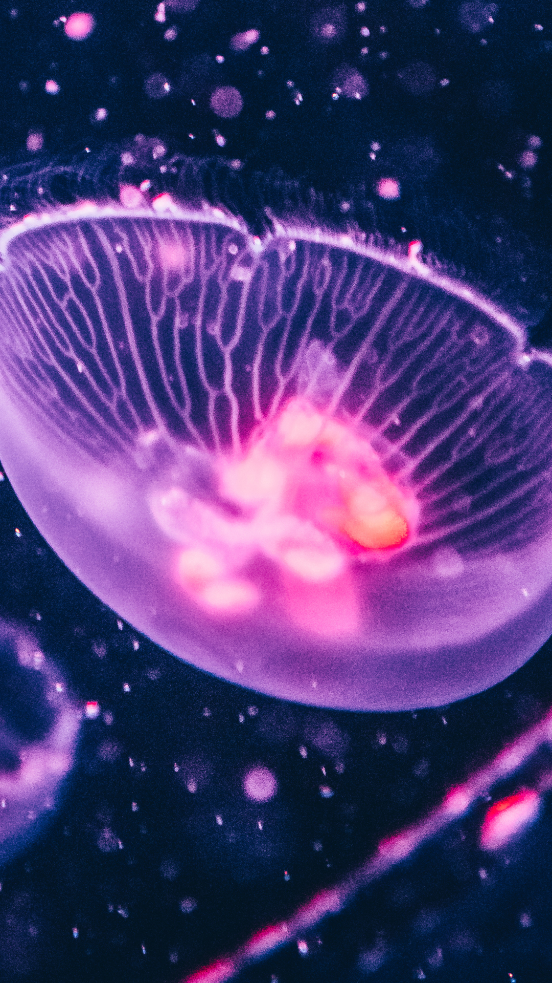Jellyfish Phone Wallpaper by Leonid Danilov