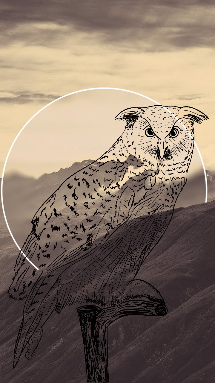 Download Animal Owl Phone Wallpaper by Raphitalia