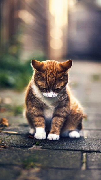 baby animal kitten sad Animal cat Phone Wallpaper