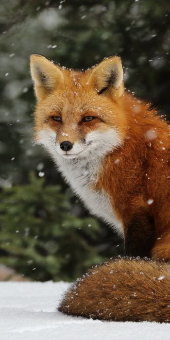 snow Animal fox Phone Wallpaper