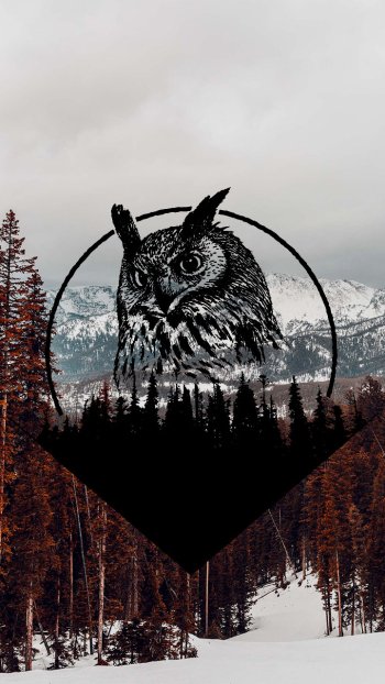 Animal owl Phone Wallpaper