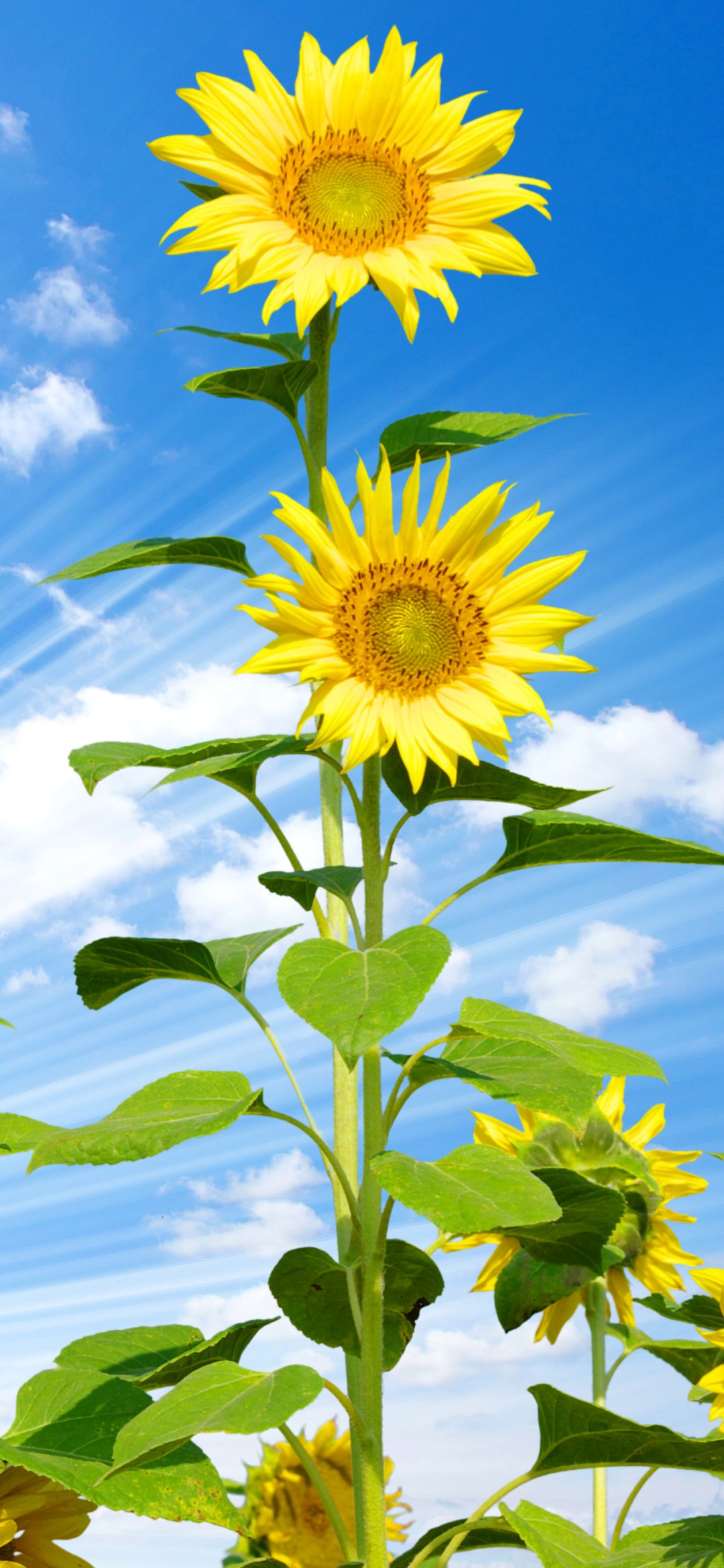 Download Sky Flower Yellow Flower Summer Sunbeam Nature Sunflower ...