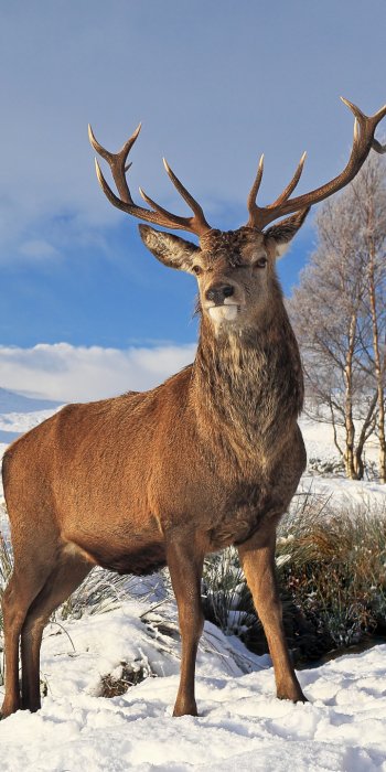 nature snow winter Animal deer Phone Wallpaper
