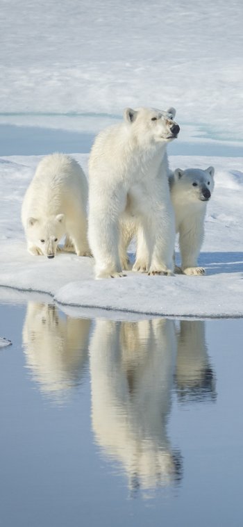 baby animal cub reflection Animal polar bear Phone Wallpaper