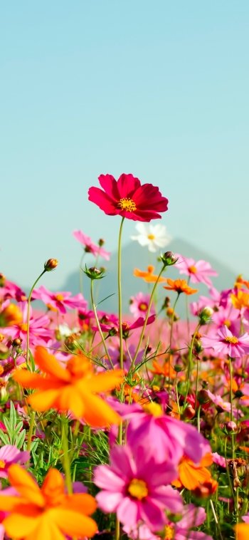 pink flower orange flower meadow flower summer nature Phone Wallpaper