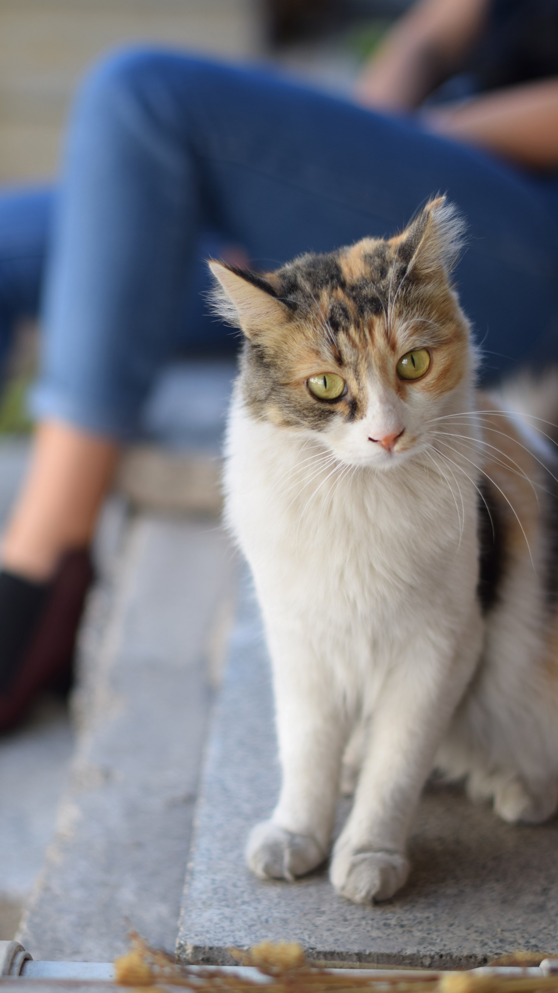 Download Animal Cat Phone Wallpaper by Fukara