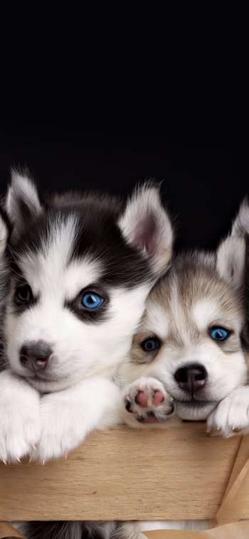 dog blue eyes cute puppy Animal husky Phone Wallpaper
