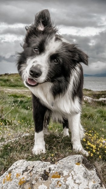 dog Animal border collie Phone Wallpaper