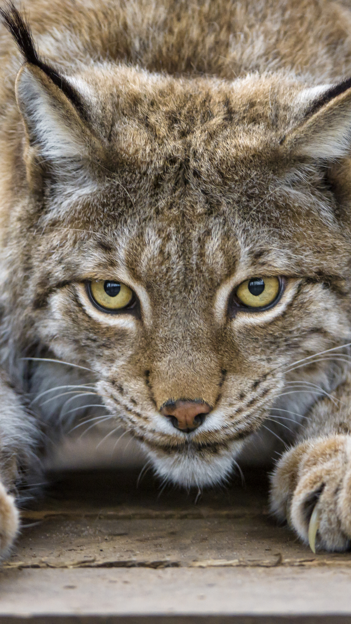 Download Animal Lynx Phone Wallpaper - Mobile Abyss