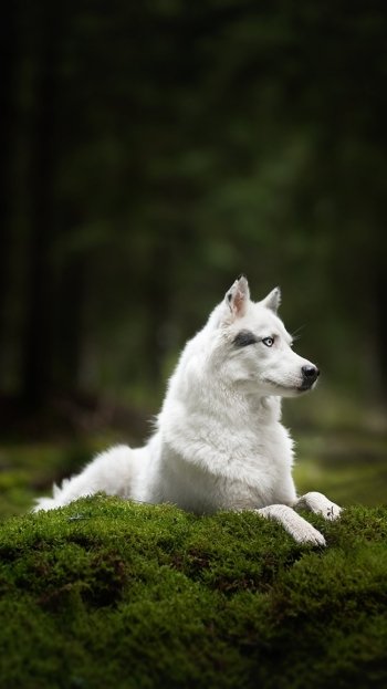 dog moss Animal wolfdog Phone Wallpaper