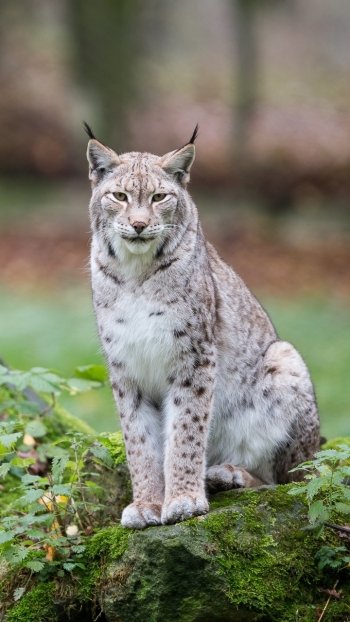 depth of field Animal lynx Phone Wallpaper