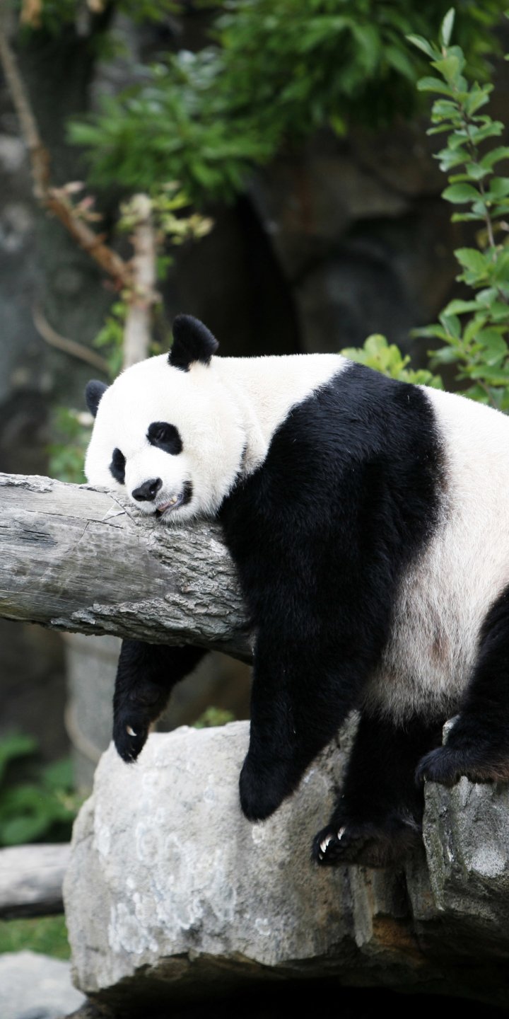 Download Sleeping Animal Panda Phone Wallpaper