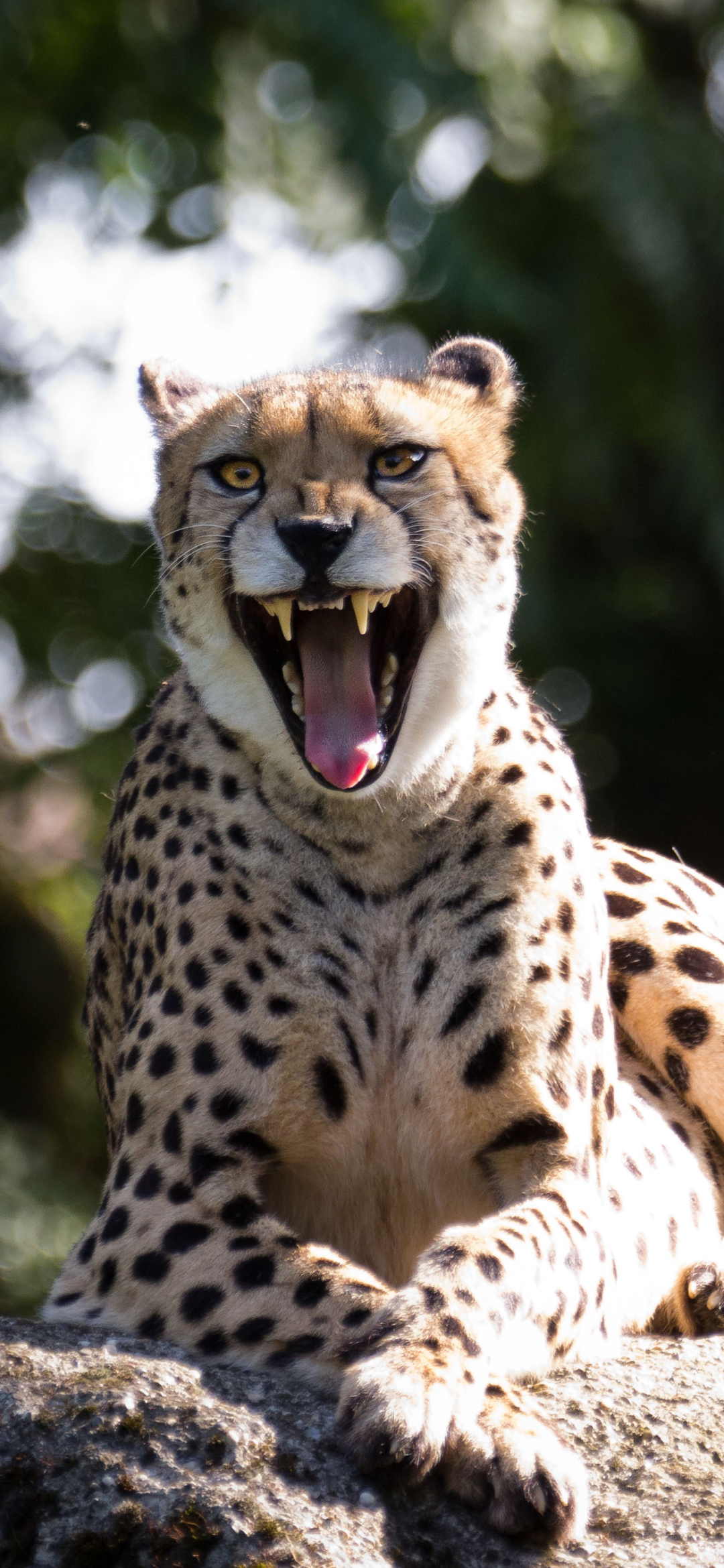 Cheetah Phone Wallpaper by Cloudtail the Snow Leopard
