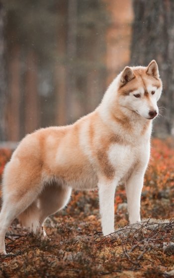 dog Animal husky Phone Wallpaper