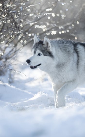 dog snow winter Animal husky Phone Wallpaper
