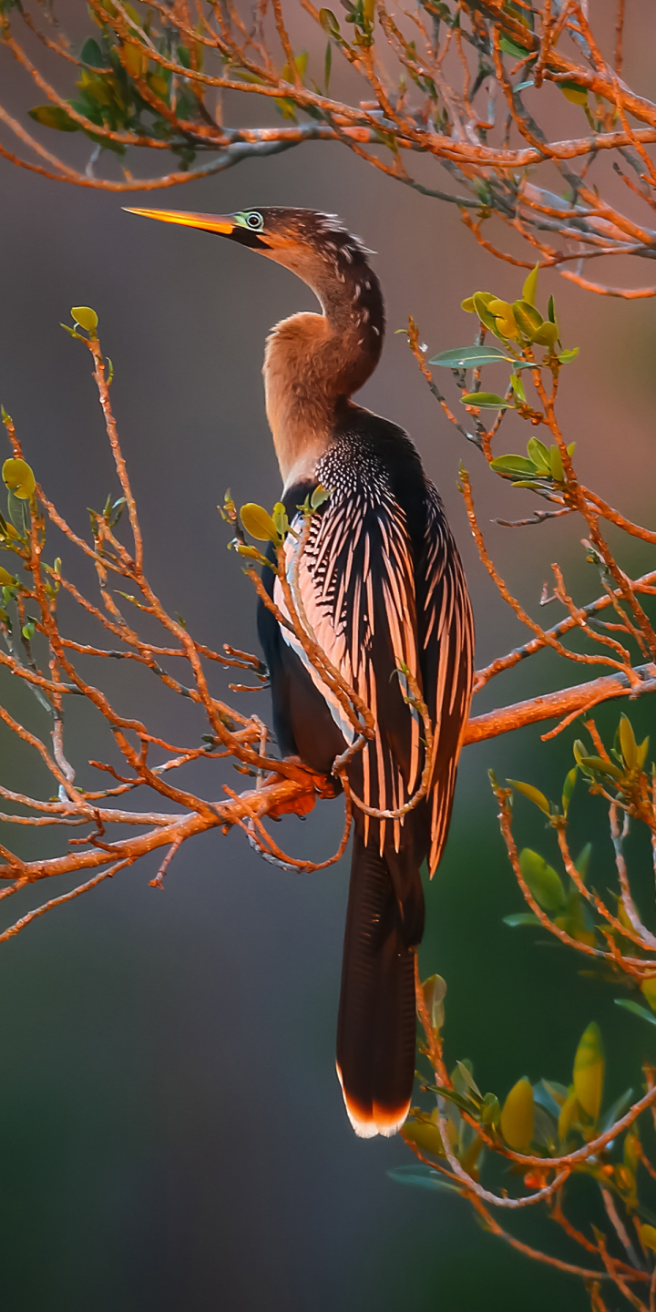 Anhinga Bird