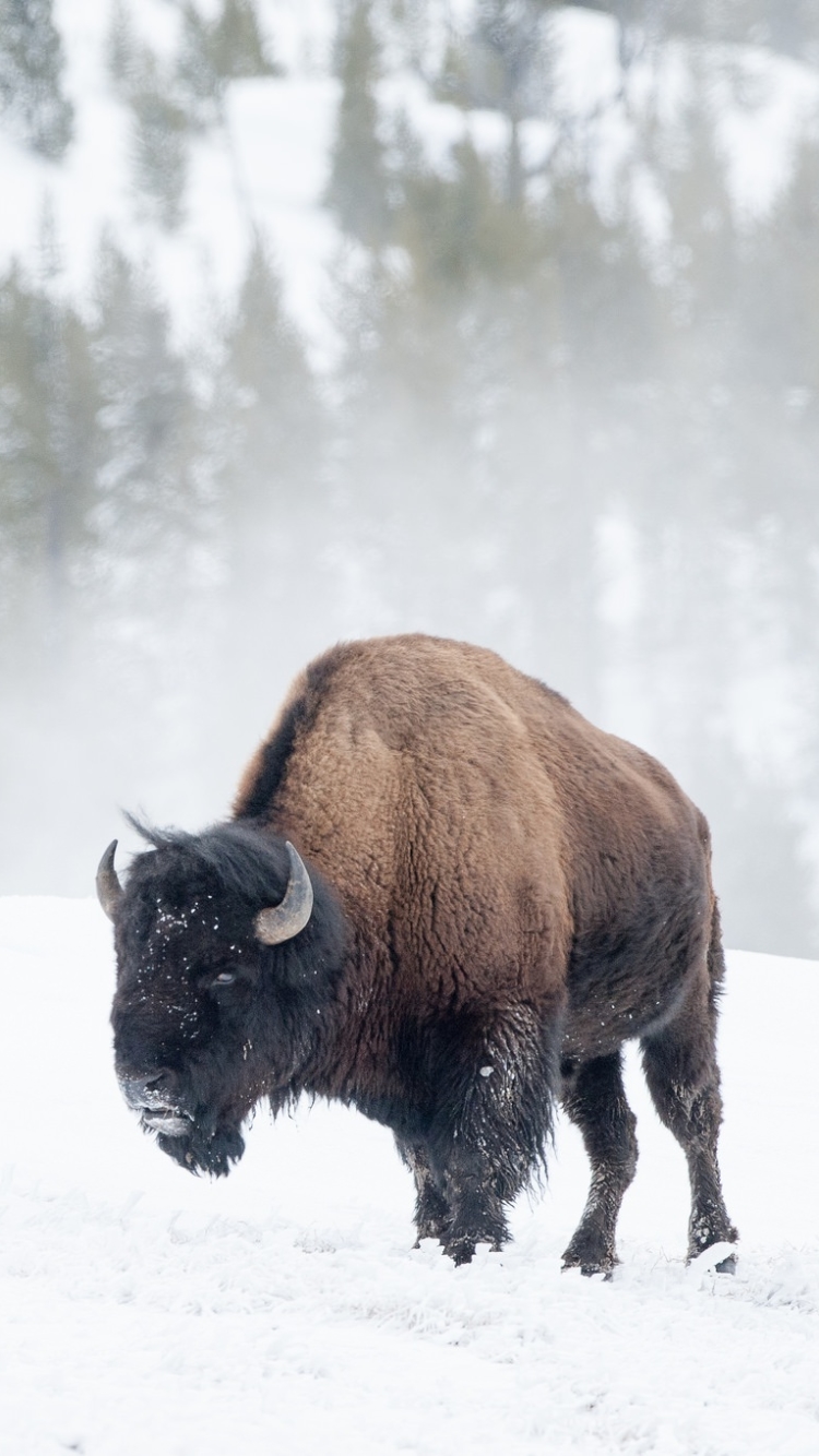 American Bison Phone Wallpaper - Mobile Abyss