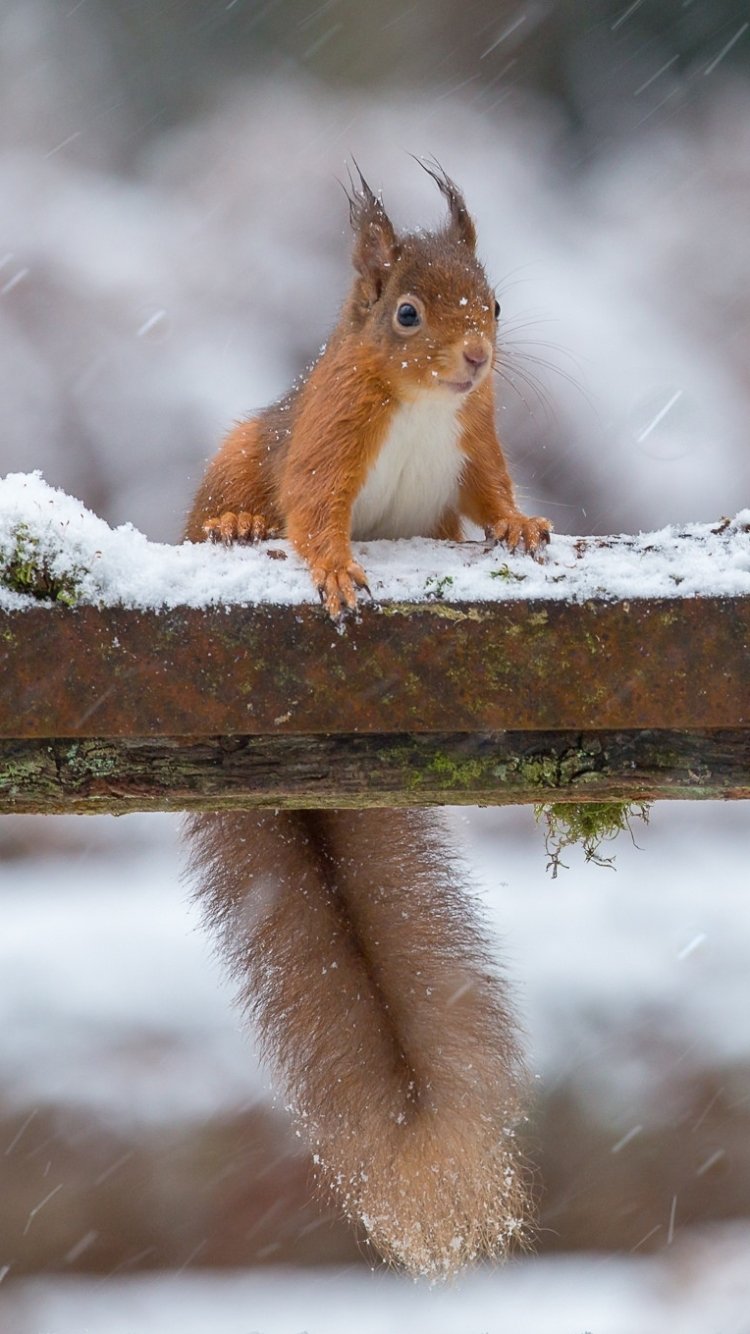 Download Winter Snowfall Depth Of Field Rodent Animal Squirrel Phone Wallpaper
