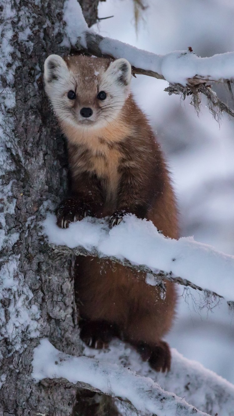 Download Winter Snow Animal Marten Winter Animals Phone Wallpaper