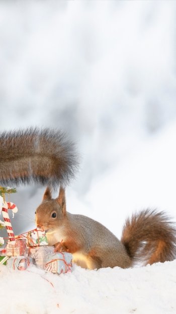 winter rodent Animal squirrel Phone Wallpaper