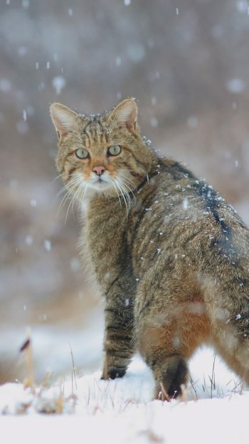 winter snowfall Animal cat Phone Wallpaper