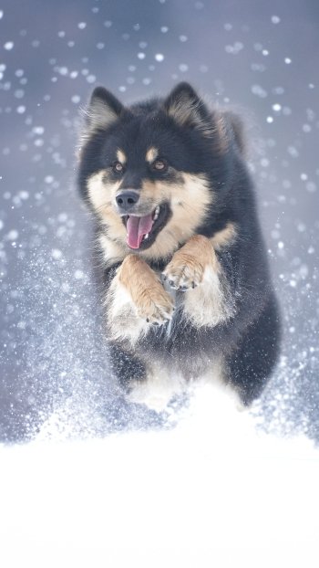 snow dog winter Animal alaskan malamute Phone Wallpaper