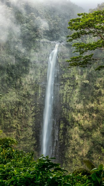 jungle tree forest nature waterfall Phone Wallpaper