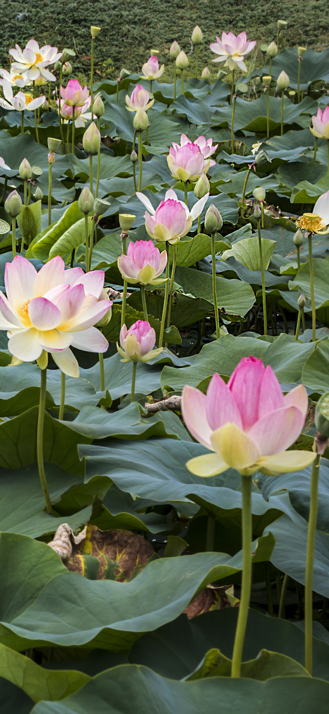 Lotus Flowers and Water Lilies