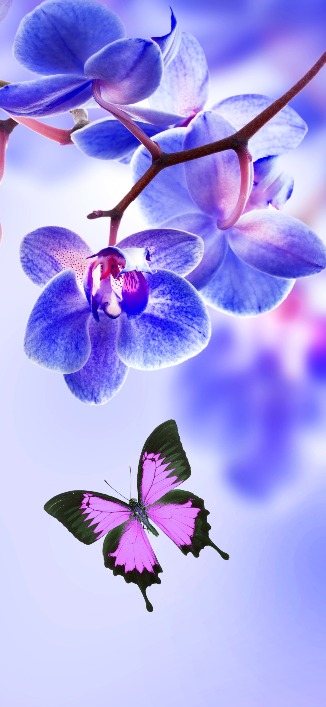 Orchid Phone Wallpaper