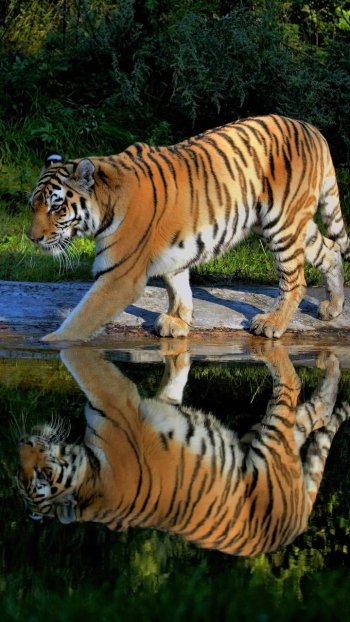 reflection Animal tiger Phone Wallpaper