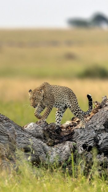 depth of field Animal leopard Phone Wallpaper